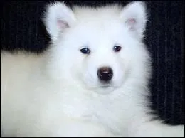 Bon maintenant une question assez difficile. Comment s'appelle cette race de chien rare qui ressemble à un ourson blanc ?
