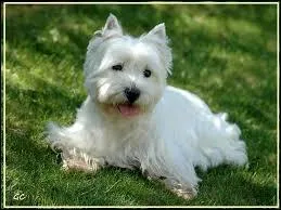 Quelle est cette race de chien ?