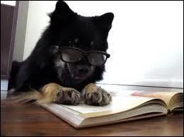 Quelle est la race de chien la plus intelligente ?