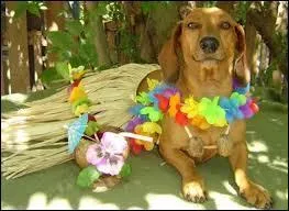 Quelle est la plus grande capacité du chien ?