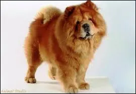 Et pour finir : quelle est la couleur de la langue du chow chow