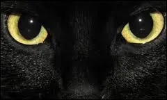 "Les cheveux gris sont des archives du passé". À qui appartient cette citation ? Indice : Le Corbeau.