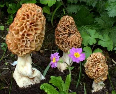 Quelles sont ces belles blondes qui serviront d'accompagnement à un beau chapon de Bresse dont la chair tendre, savoureuse est d'une brillance presque nacrée ?