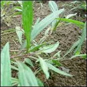 Et pour les amateurs de tisanes, et surtout pour vous délivrer des troubles gastriques, quelles feuilles aux nervures rougeâtres que l'on trouve sur les îles dites soeurs : Maurice et Réunion, allez-vous faire infuser ?