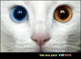 Quelle est la matière que les chats détestent le plus généralement ?