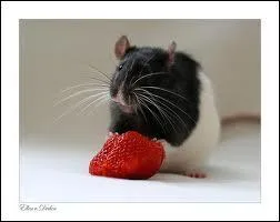 Quel est l'aliment fétiche de la souris ?