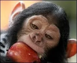 Les pommes que le singe a (voler) sont rouges.