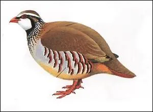 Les perdrix (blesser) se cachent des prédateurs.