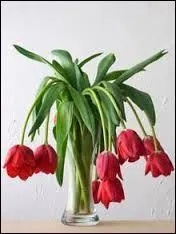 Les fleurs (flétrir) iront aux poubelles.