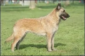 Il est généralement utilisé comme chien de berger, c'est...