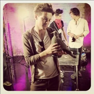 Quel est le nom du pigeon ?