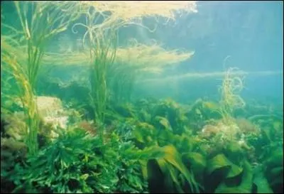 Combien existe-t-il d'espèces d'algues au monde ?