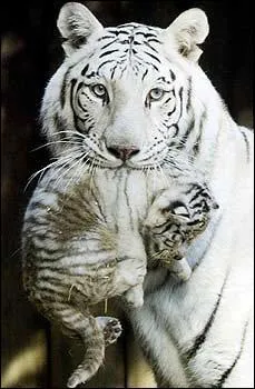 Pourquoi le tigre blanc du Bengale a-t-il le pelage de cette couleur ?