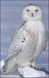 Que signifie "passer une nuit blanche" ?