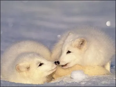 A quelle température peut résister un renard polaire ?