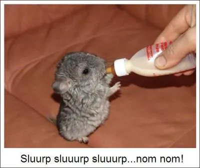 Qui interpréta une chanson dont le titre comporte le nom de cet animal ?