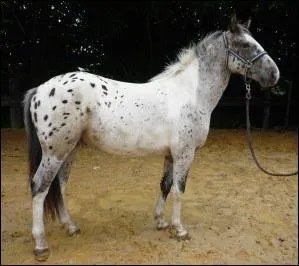 Comment appelle-t-on un poney qui fait la taille d'un cheval ?