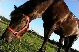 Quelle est l'aliment principal pour le cheval ?