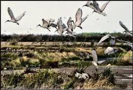 Les oiseaux ----------- au moindre bruit, et disparaissent à l'horizon.