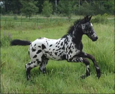 Quelle est la taille de l'appaloosa ?