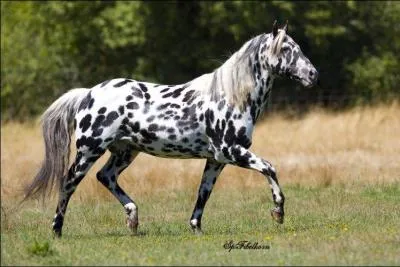 Quel est le premier cheval &agrave; avoir &eacute;t&eacute; crois&eacute; avec un appaloosa ?