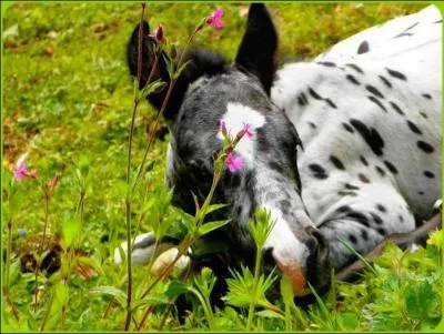 Quel est le temp&eacute;rament de l'appaloosa ?