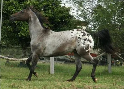 Quels sont les anc&ecirc;tres de l'appaloosa ?