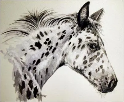 Comment sont les crins de l'appaloosa ?