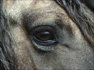 Que voit-on dans les yeux de l'appaloosa ?