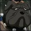 Ce chien ninja appartenant à Kakashi s'appelle :