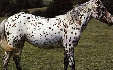 Quiz Galop 2