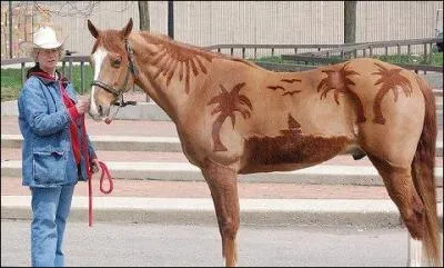 Que dois-tu mettre à ton cheval en hiver lorsqu'il est tondu ?