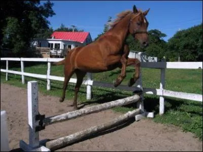 Comment fais-tu pour sauter un saut d'obstacle ?