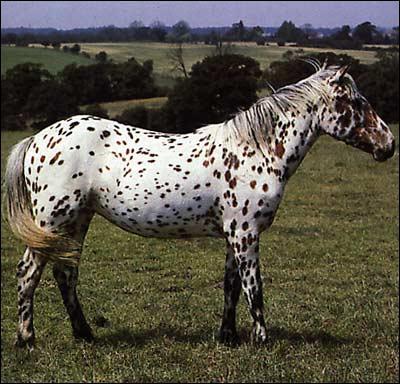 Quelle est la robe de ce cheval ?