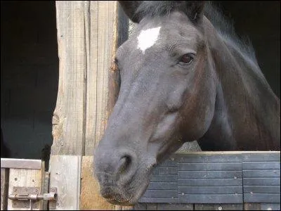 Comment s'appelle la tache blanche sur le cheval ?