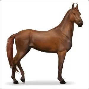 Quelle est la race de ce cheval ?
