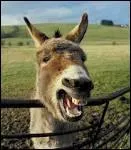 Les ânes existent-ils sur "Equideow" ?