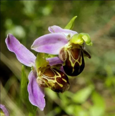 En trouvant la réponse, vous tomberez sur un bec !