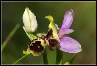 Très en vogue au moyen-âge, une coutume qui permettait, paraît-il, de prouver votre innocence !