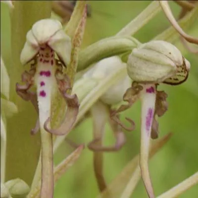 Ne soyez pas en proie au doute pour trouver l'oiseau !