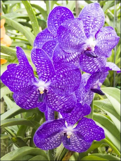 Façon d'arriver au septième ciel !