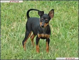 Quelle est cette race de chien ?