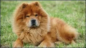 Quelle est cette race ?