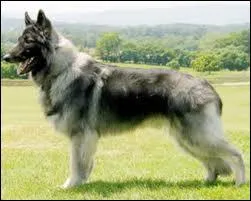 Quelle est cette race de chien ?