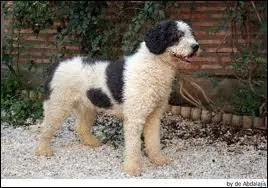 De quel pays est originaire cette race de chien ?