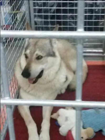 Quelle forme ont ses yeux ? (Zoomer)