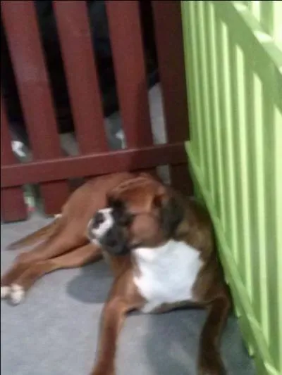 Quelle est cette race ?