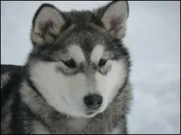 Comment s'appelle cette race ?