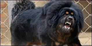 Quelle est cette race de chien ?