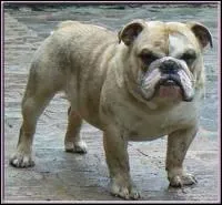 Quelle est cette race ?